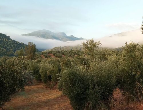 Descubre las maravillas del Aceite de Oliva Virgen Extra de olivar de montaña