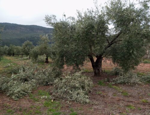 El arte de la poda en el cultivo del olivar