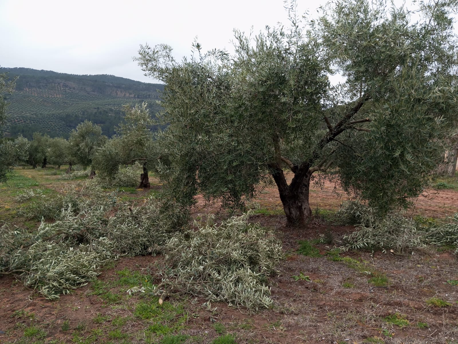 "El Arte de la Poda en el Cultivo del Aceite de Oliva Virgen Extra", poda, poda olivar, la poda en finca olivar, podar olivos, poda olivo aove, avove, aceite de oliva virgen español, aove de montaña, aove denominación de origen, podando olivos , aove, aceite de oliva virgen extra, agricultura sostenible, poda olivar