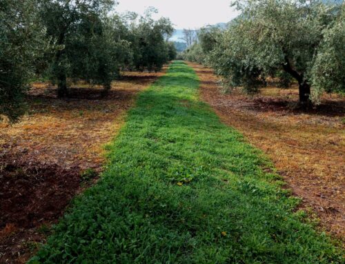 Optimizando la Salud del Olivar: El Rol Vital de la Cubierta Vegetal