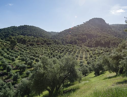 AOVE de montaña: qué es y qué lo hace diferente –  Potosí 10