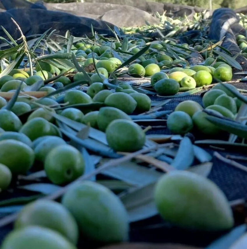 ¿Qué variedades de aceituna se utilizan en Potosí 10?, aove, aceite de oliva virgen extra, aceite de oliva virgen extra fuenroble, aove de jaén, aceite de oliva virgen extra de orcera, aceite de oliva virgen extra de sierra de segura, aove de sierra de segura, extra virgin olive oil, EVOO, aceite de oliva virgen extra con denominación, aceite de oliva comprar, aceite de oliva gourmet, aceite de oliva regalo, comprar aceite de oliva, aove temprano