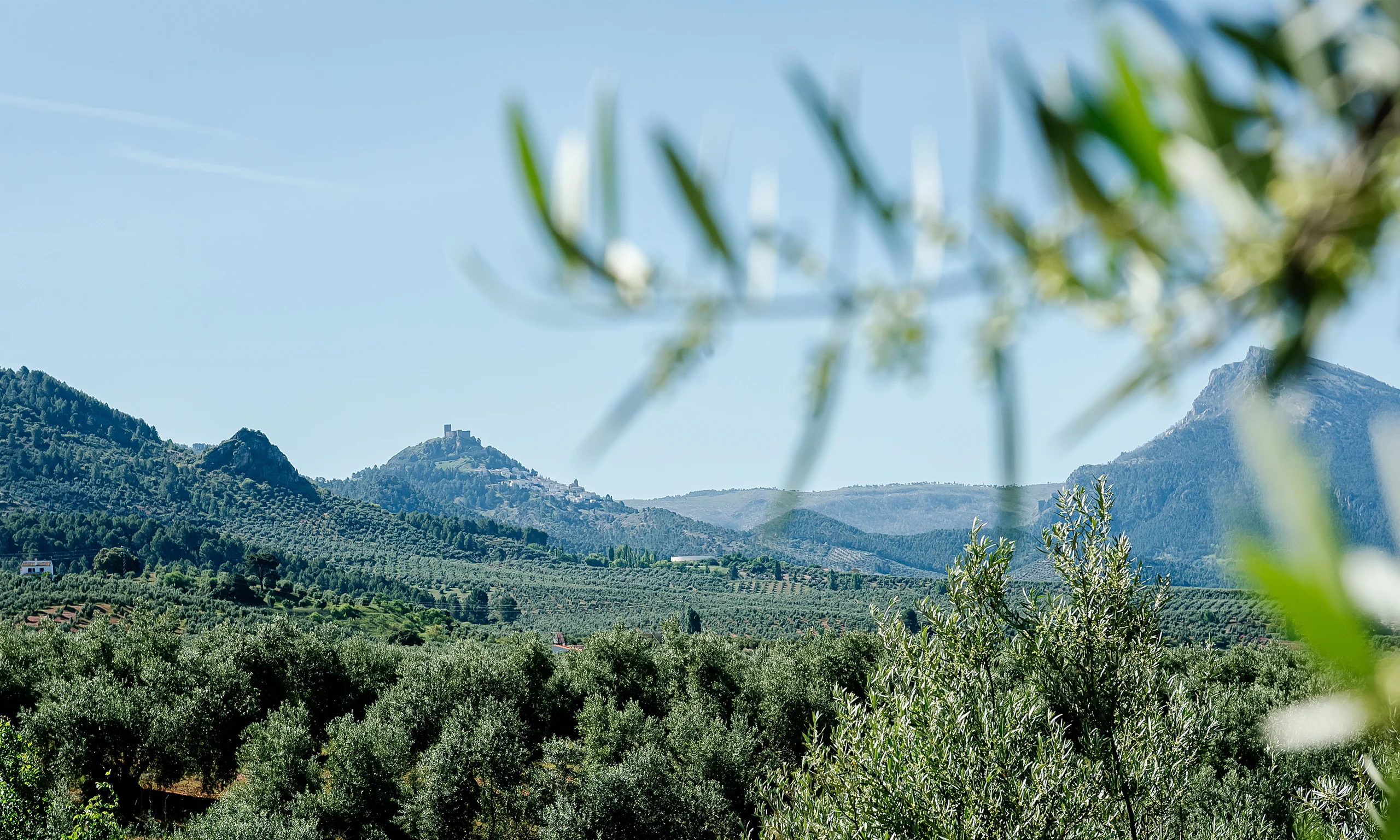 Oleoturismo en Sierra de Segura