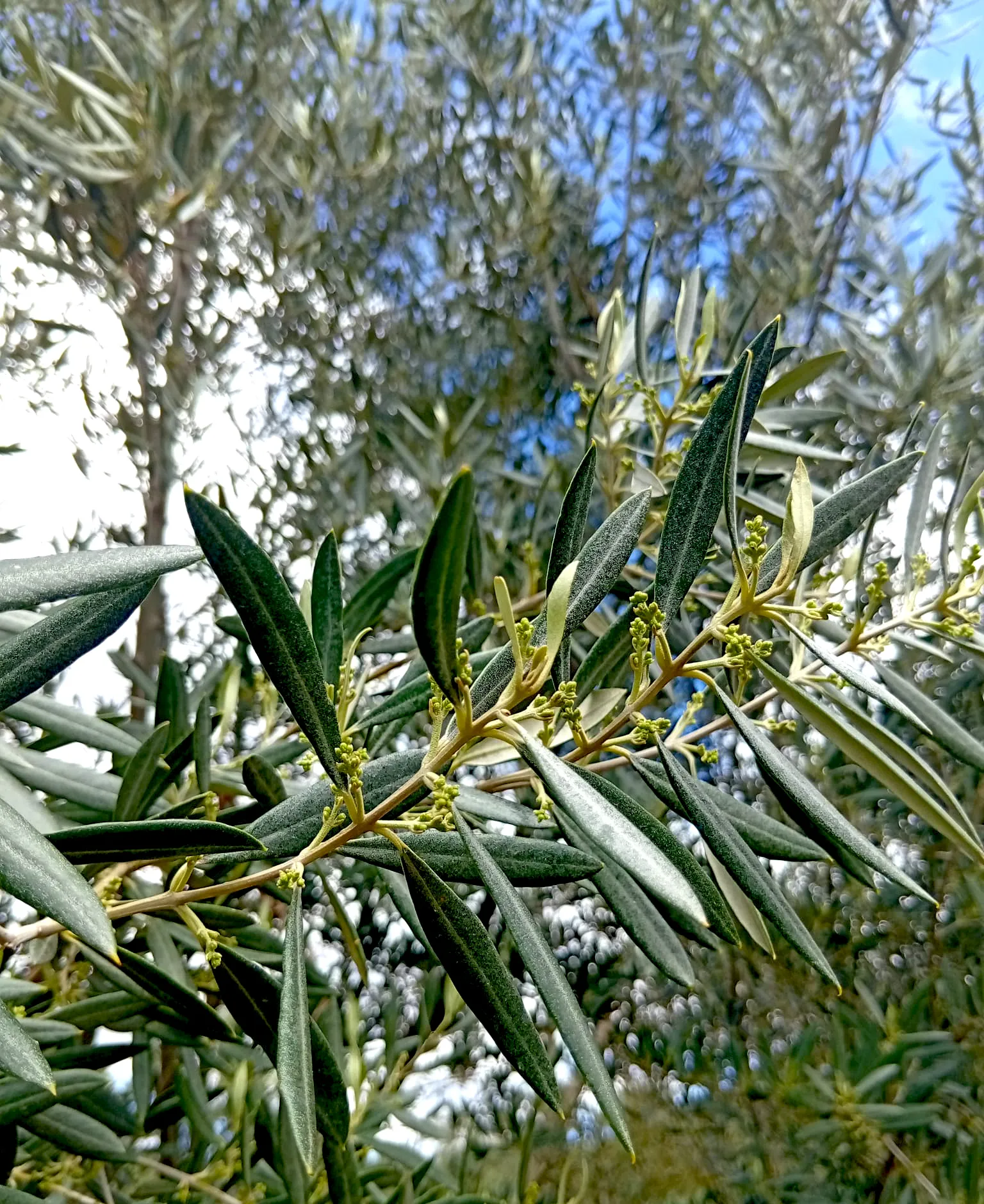 Floración del olivo con flores blancas y hojas plateadas
