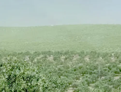 Primavera y polinización en Sierra de Segura: la floración que inicia el camino del AOVE