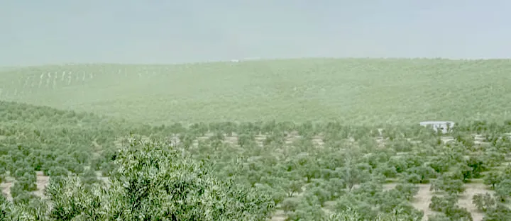 Sierra de Segura Polinización en el olivo