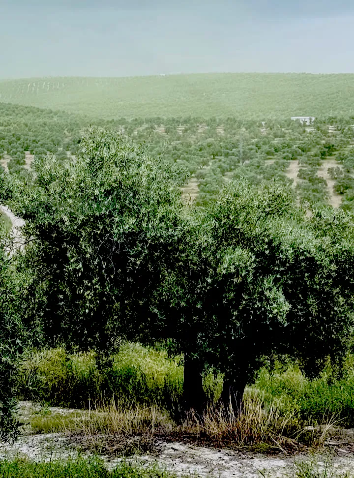 Polinización en el olivo de la sierra de segura
