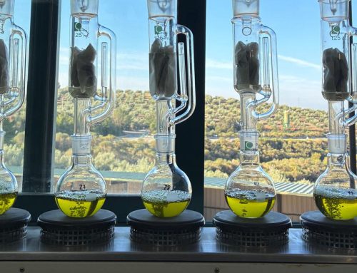 Rendimiento graso de la aceituna: qué es y cómo se mide
