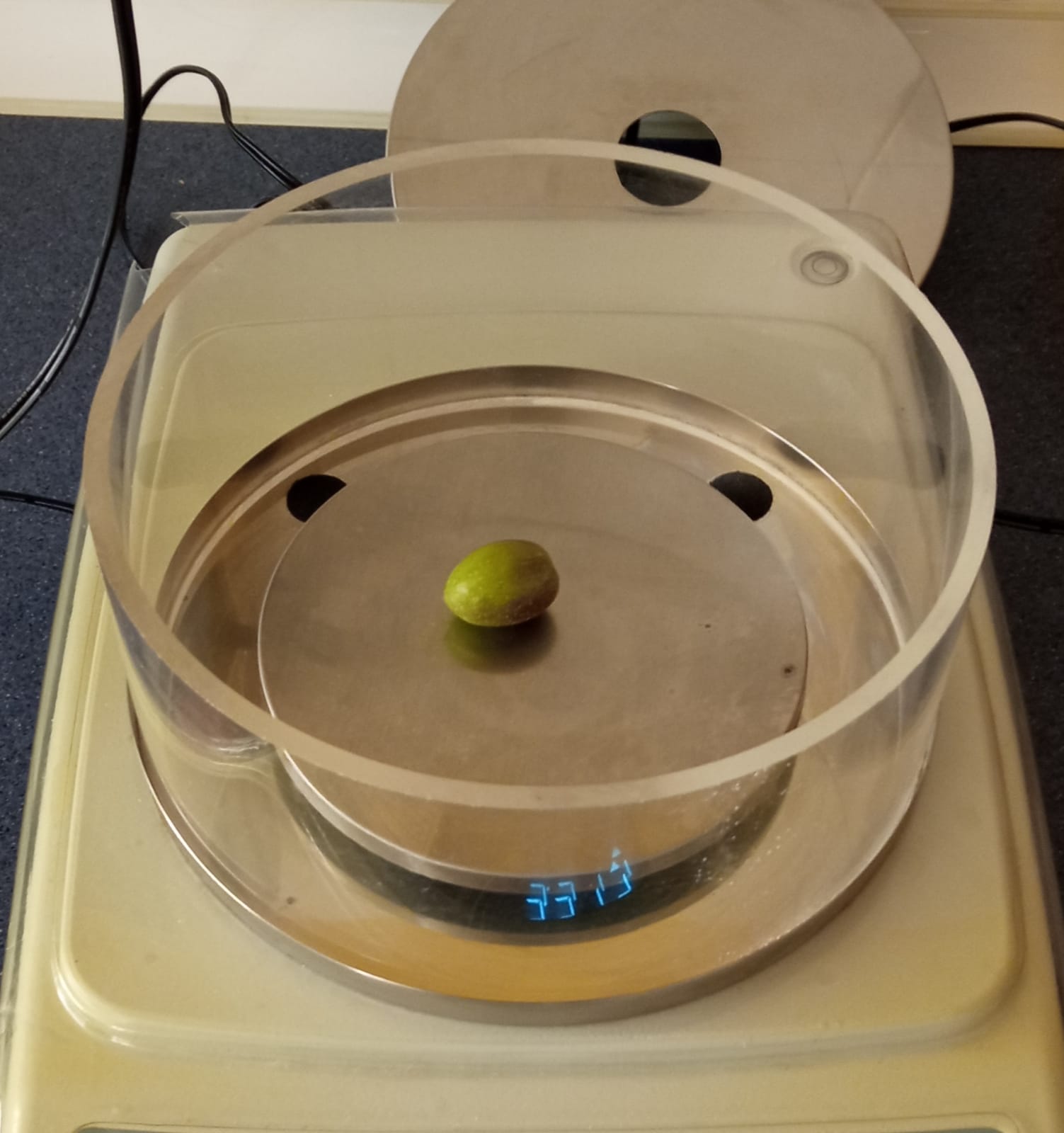 Rendimiento aceituna Potosi-10